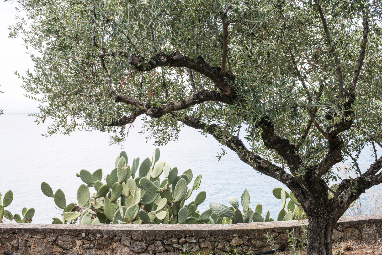 Comment planter un olivier