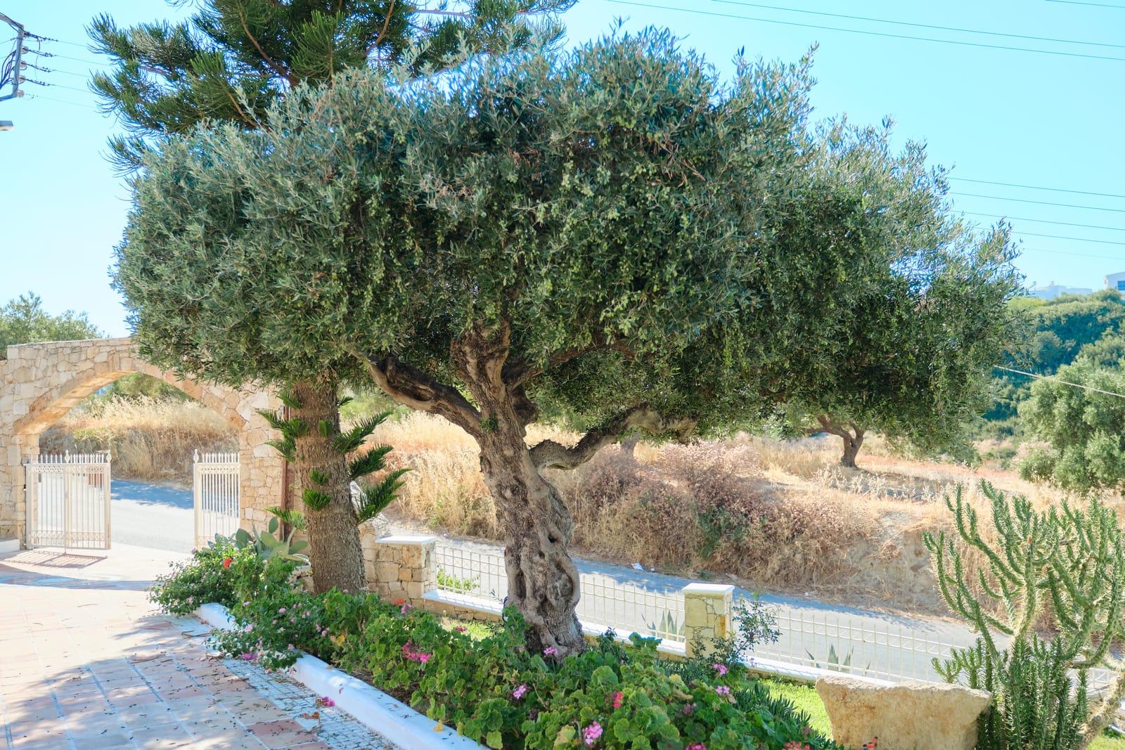 planter un olivier en pleine terre